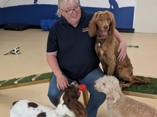 10 Questions to Ask Before Choosing a Dog Daycare 10 Questions to Ask Before Choosing a Dog Daycare