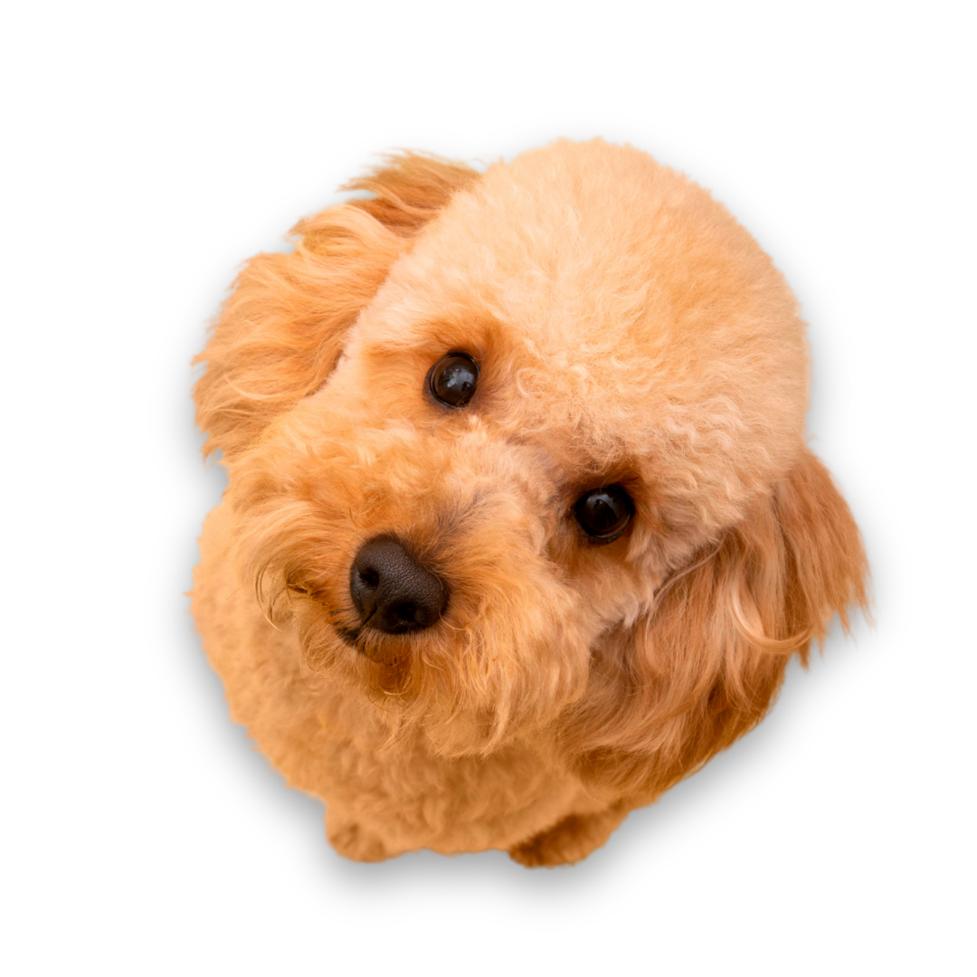 Canine club pup