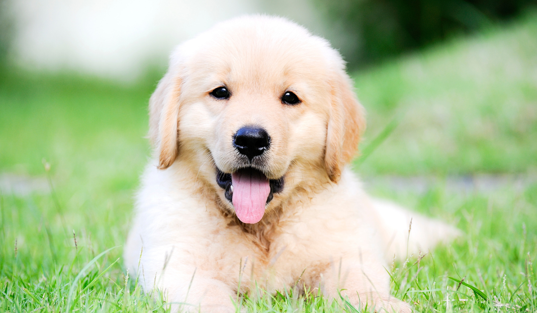 When Can My Puppy Start Daycare?