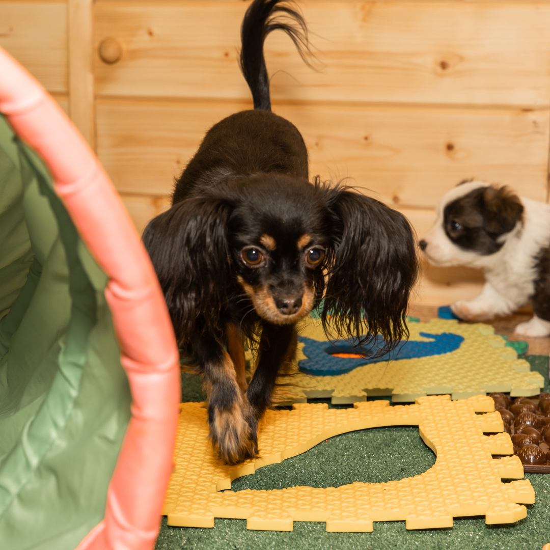 a day at the club a day at canine club