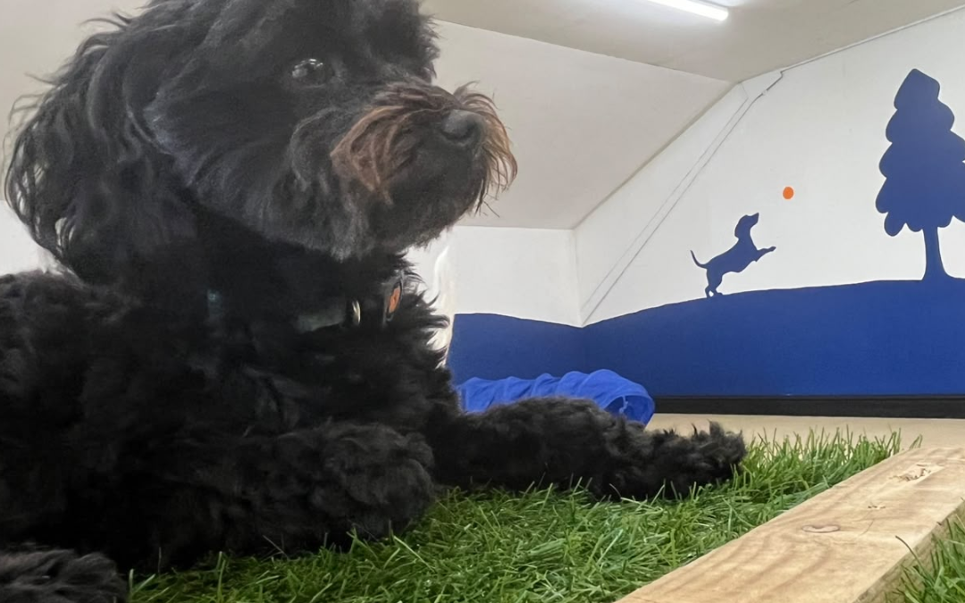Dog Day Care