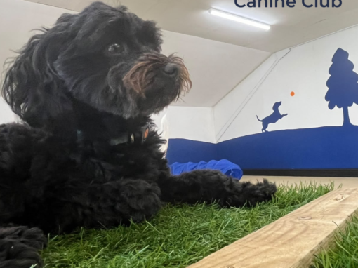 What Happens During a Dog Daycare Assessment? What Happens During a Dog Daycare Assessment?