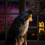 Fireworks Season Survival Guide