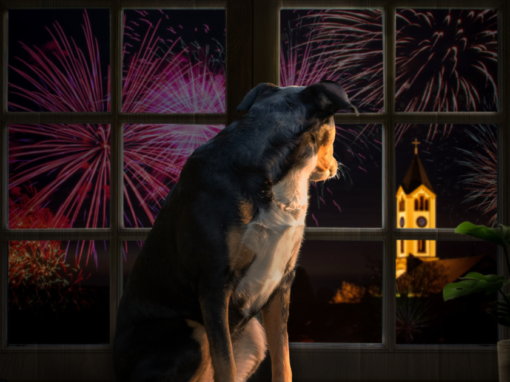 Fireworks Season Canine Survival Guide Fireworks Season Canine Survival Guide