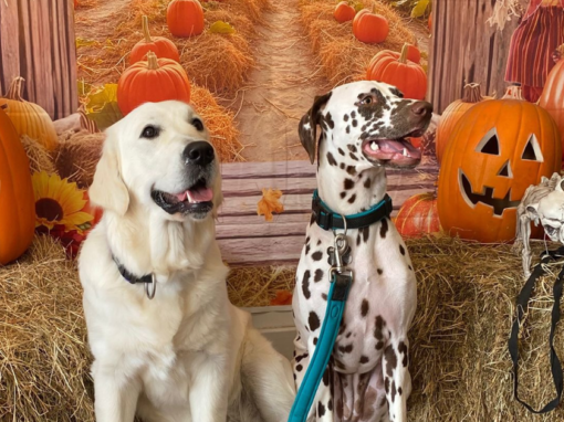 How to Keep Your Dog Safe This Halloween How to Keep Your Dog Safe This Halloween