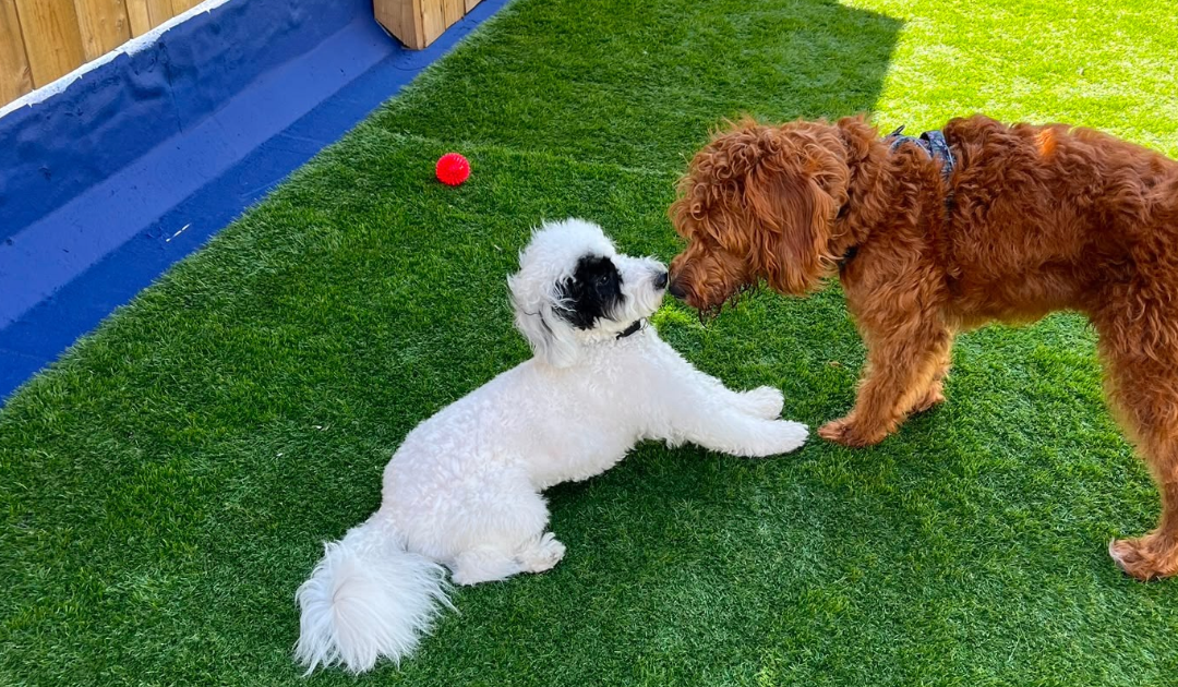 Dogs meeting at dog day care