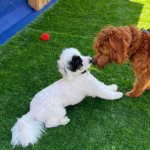 Dogs meeting at dog day care