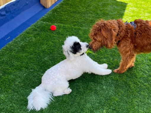 Is My Dog Suitable for Doggy Daycare?give Is My Dog Suitable for Doggy Daycare?give
