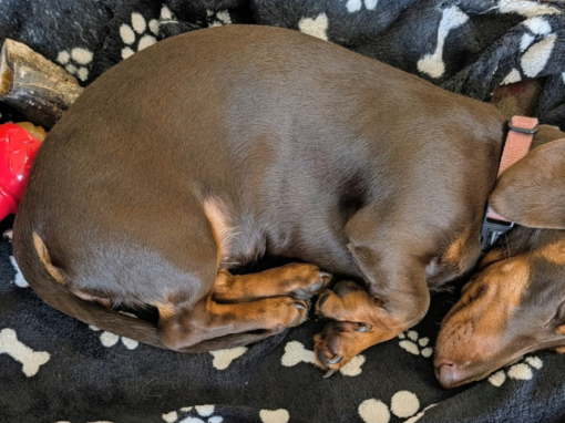 Does My Dog Really Need to Play All Day at Daycare? Does My Dog Really Need to Play All Day at Daycare?