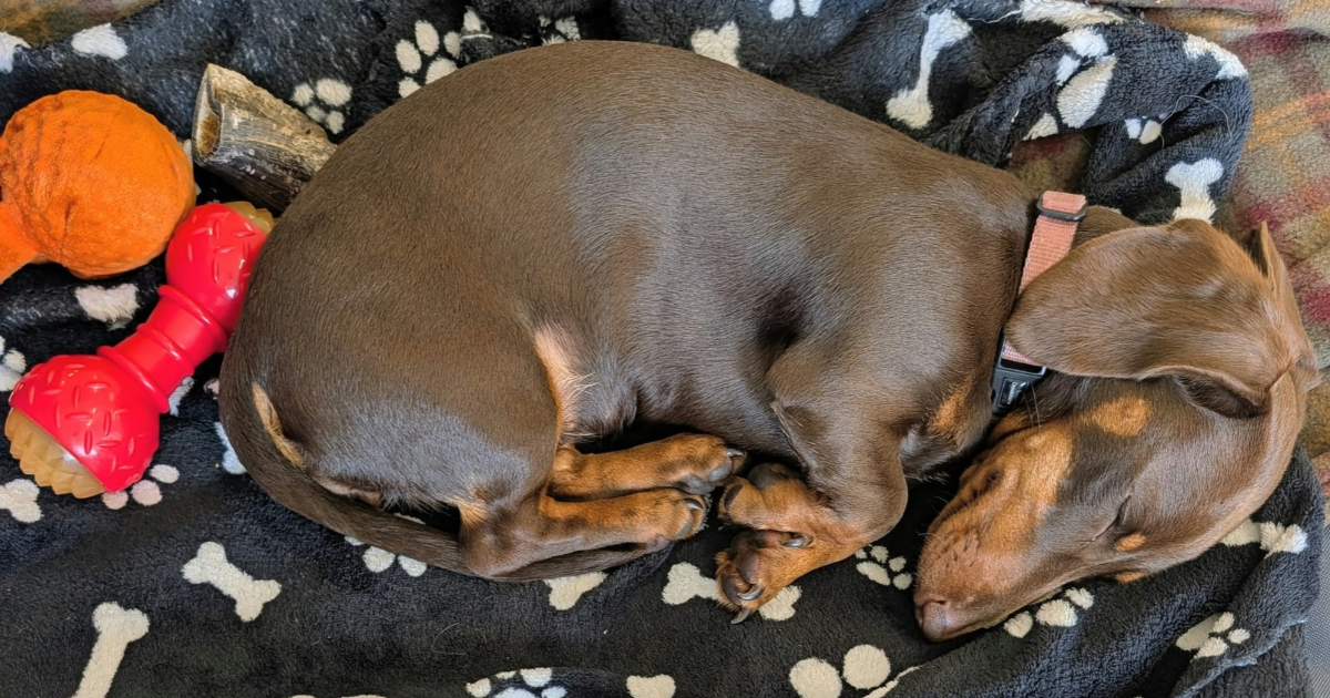 resting poppy