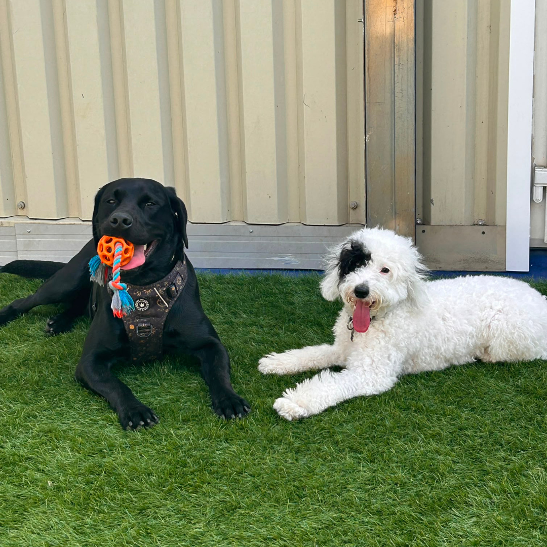 spud and henry
