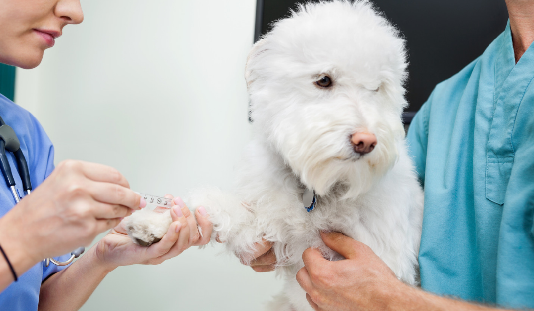 Dog Titre Test