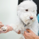 Dog Titre Test