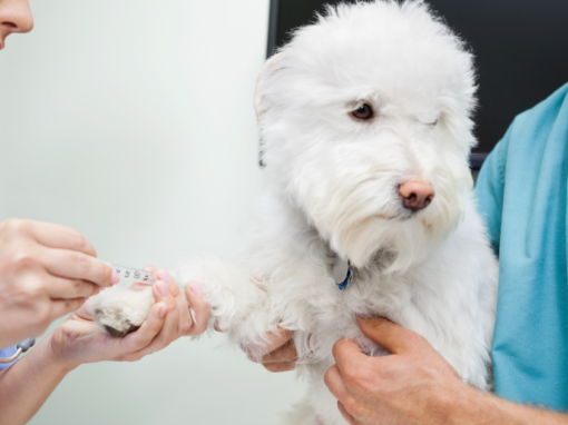 What Is a Dog Titre Test? What Is a Dog Titre Test?