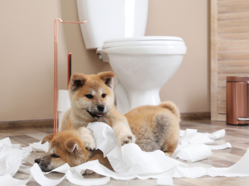 Toilet Training a Puppy: Step-by-Step Guide Toilet Training a Puppy: Step-by-Step Guide